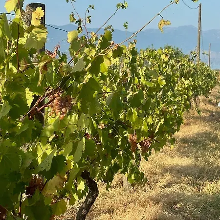 Ballkan 住宿加早餐酒店 Grilë