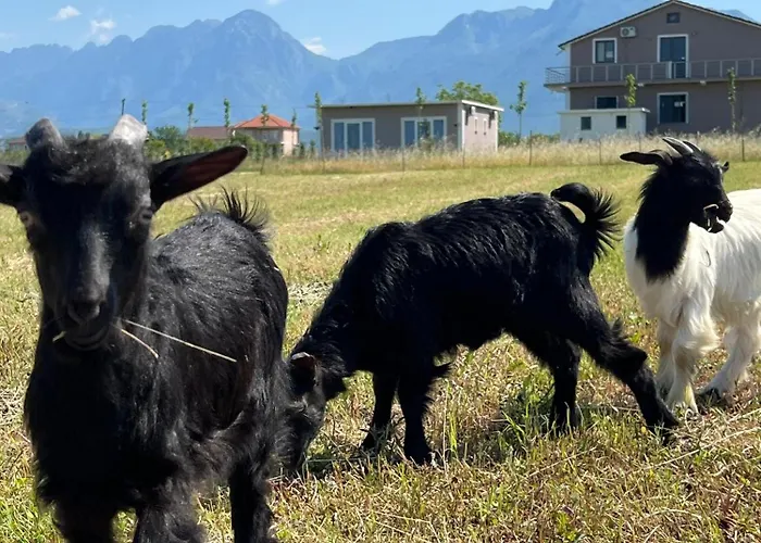 Bed and breakfast Ballkan Shkoder