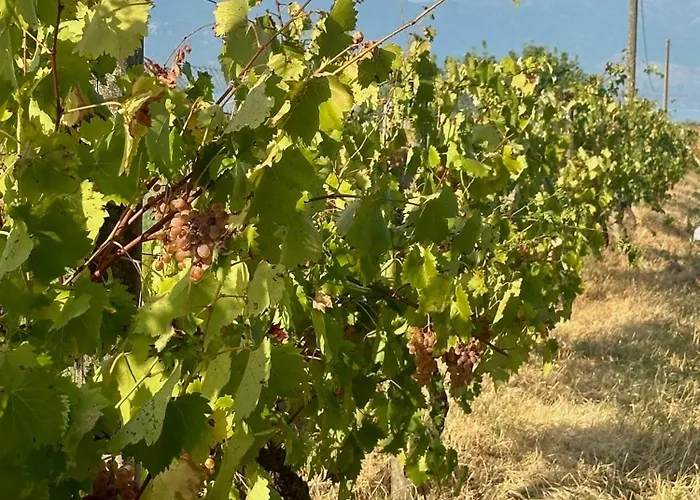 Ballkan Shkoder Bed and breakfast Grilë