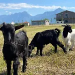Nocleg ze śniadaniem Ballkan Shkoder