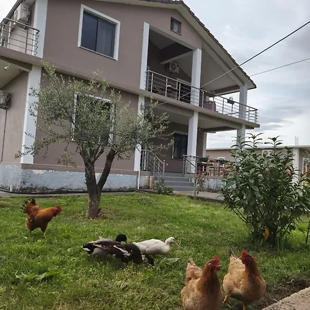 Ballkan Shkoder *